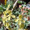 Pelargonium gibbosum fleur